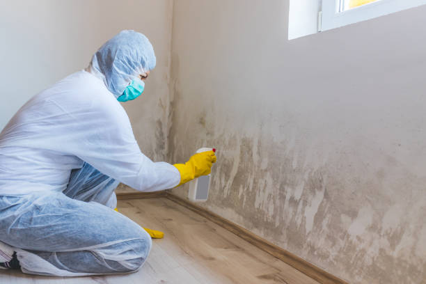 Licensed Mold Cleanup service in Fort Belvoir, VA - WQB Mold Removal