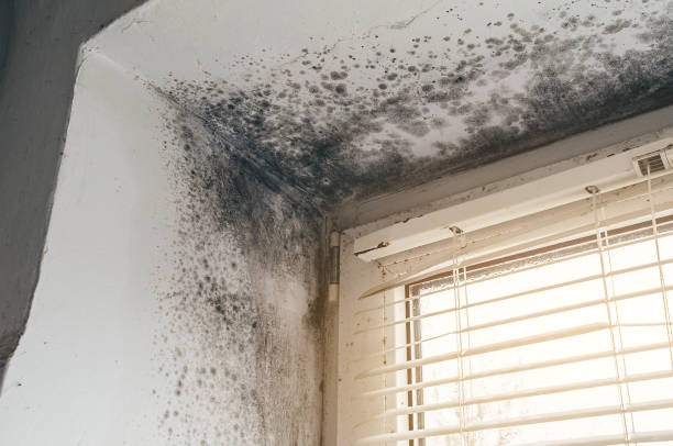 Affordable Mold Cleanup solutions in Fort Belvoir, VA