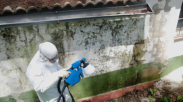 Top rated local Mold Cleanup specialists in Fort Belvoir, VA